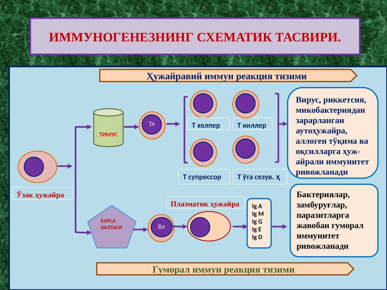 ИММУНОГЕНЕЗНИНГ СХЕМАТИК ТАСВИРИ 1
