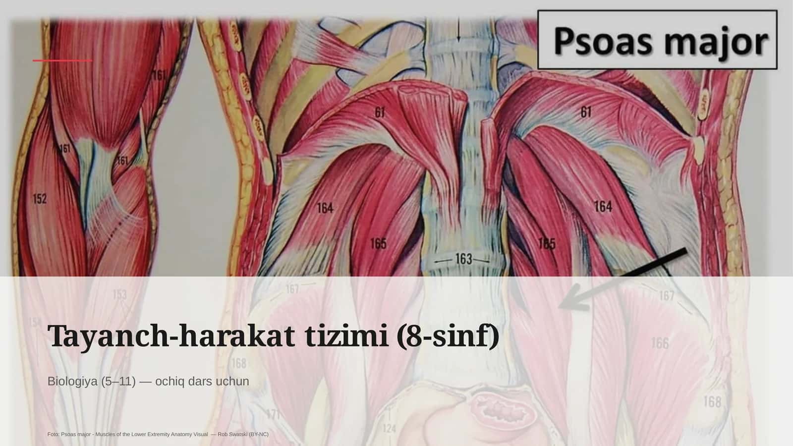 Tayanch-harakat tizimi (8-sinf) 1