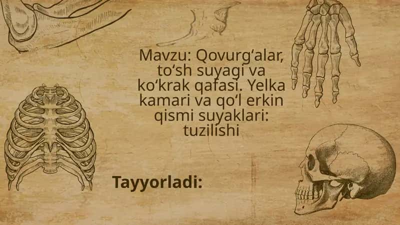 Qovurg'a, to'sh suyagi va ko'krak qafasi 1