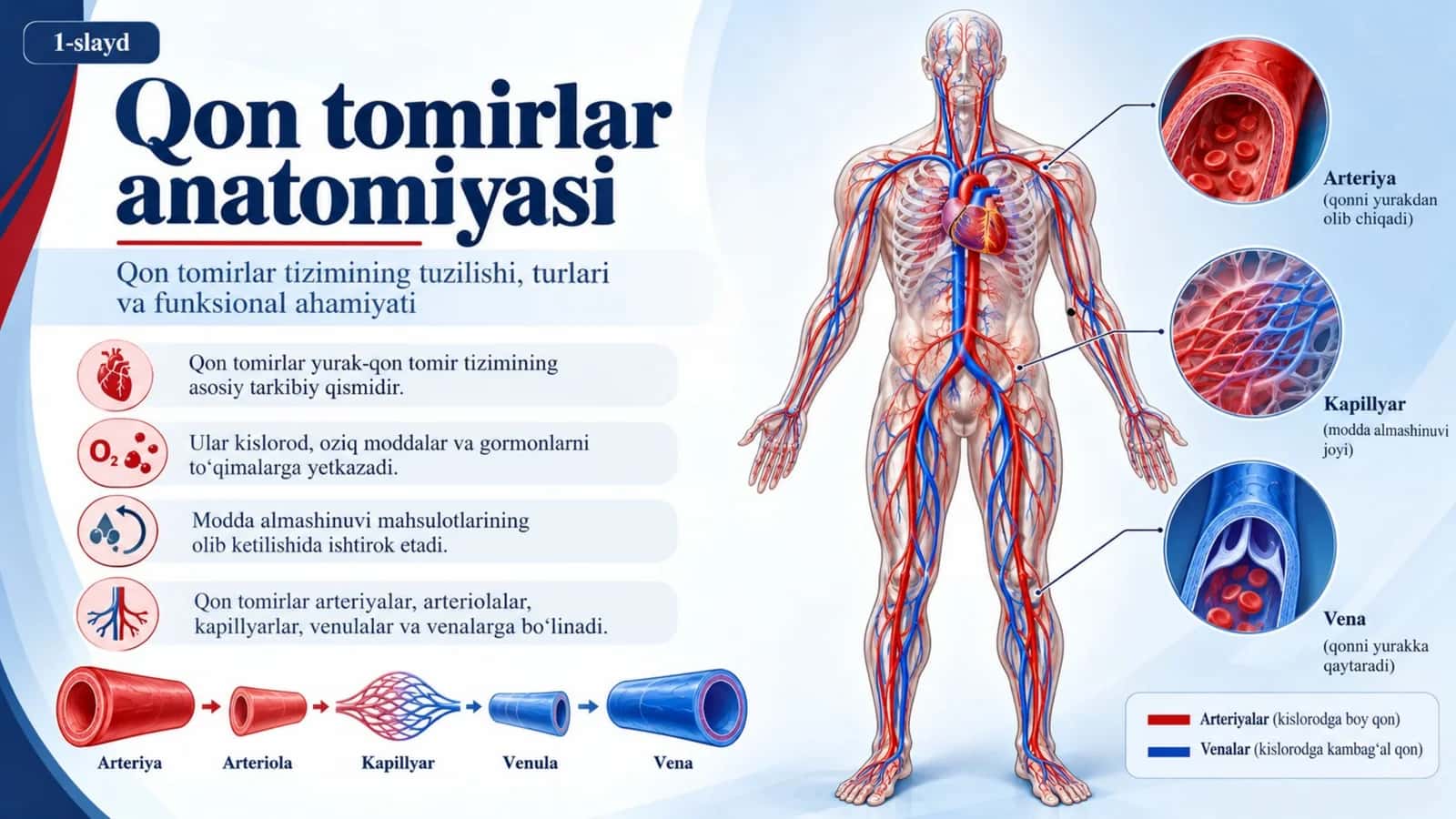 QON TOMIRLAR ANATOMIYASI — 15 TA PROFESSIONAL SLAYD 1