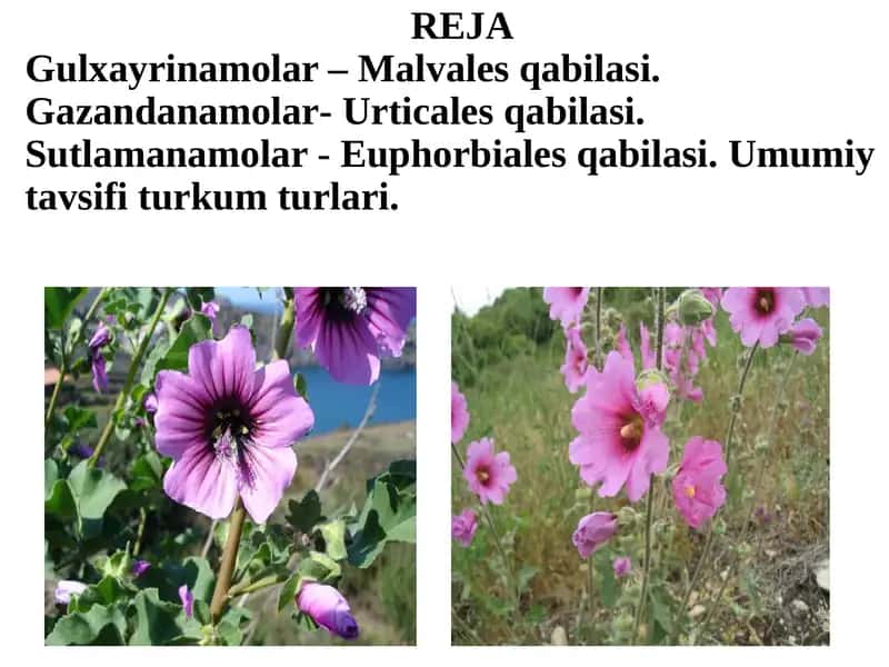 Gulxayrinamolar – Malvales 1