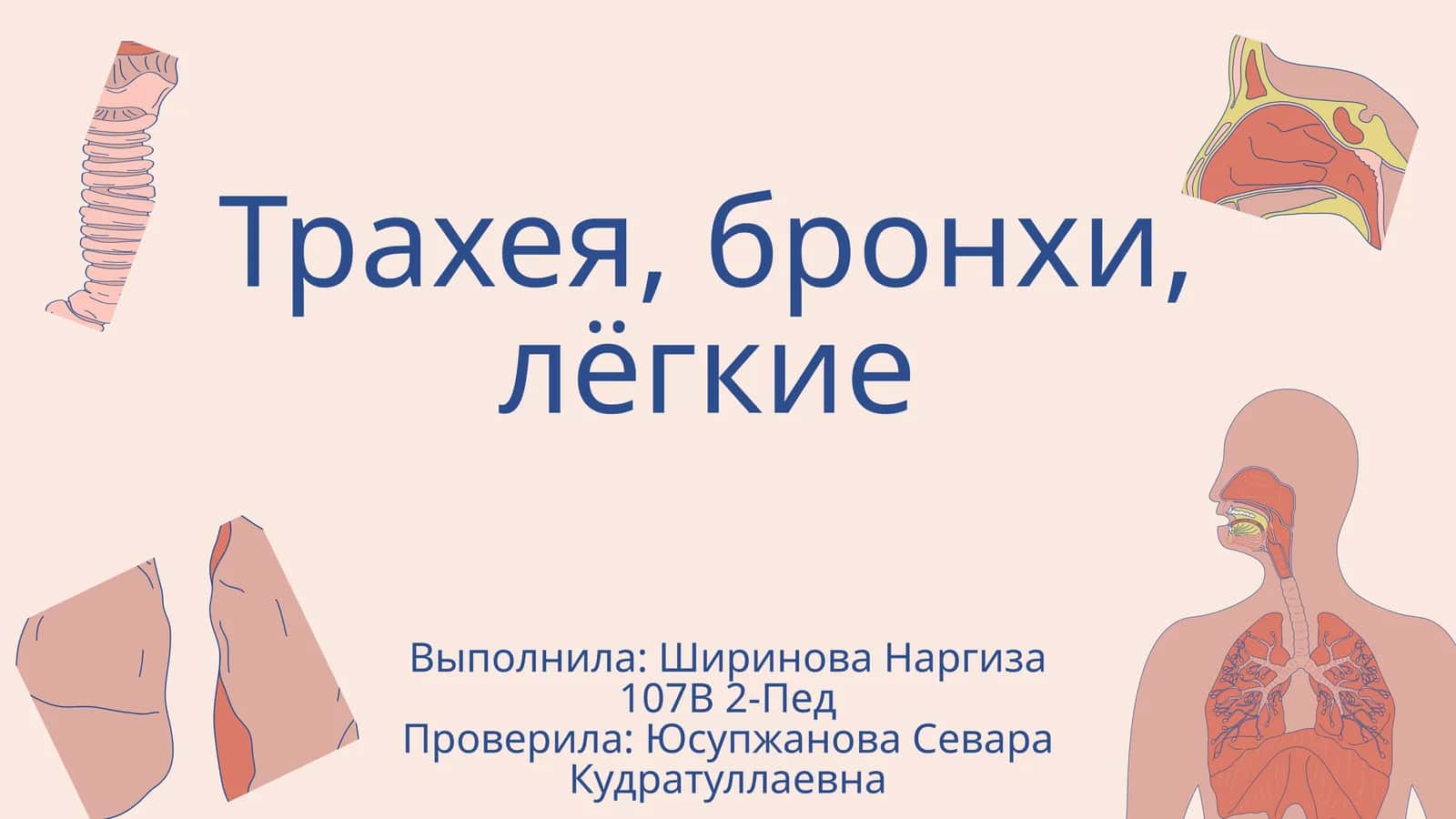 Трахея 1