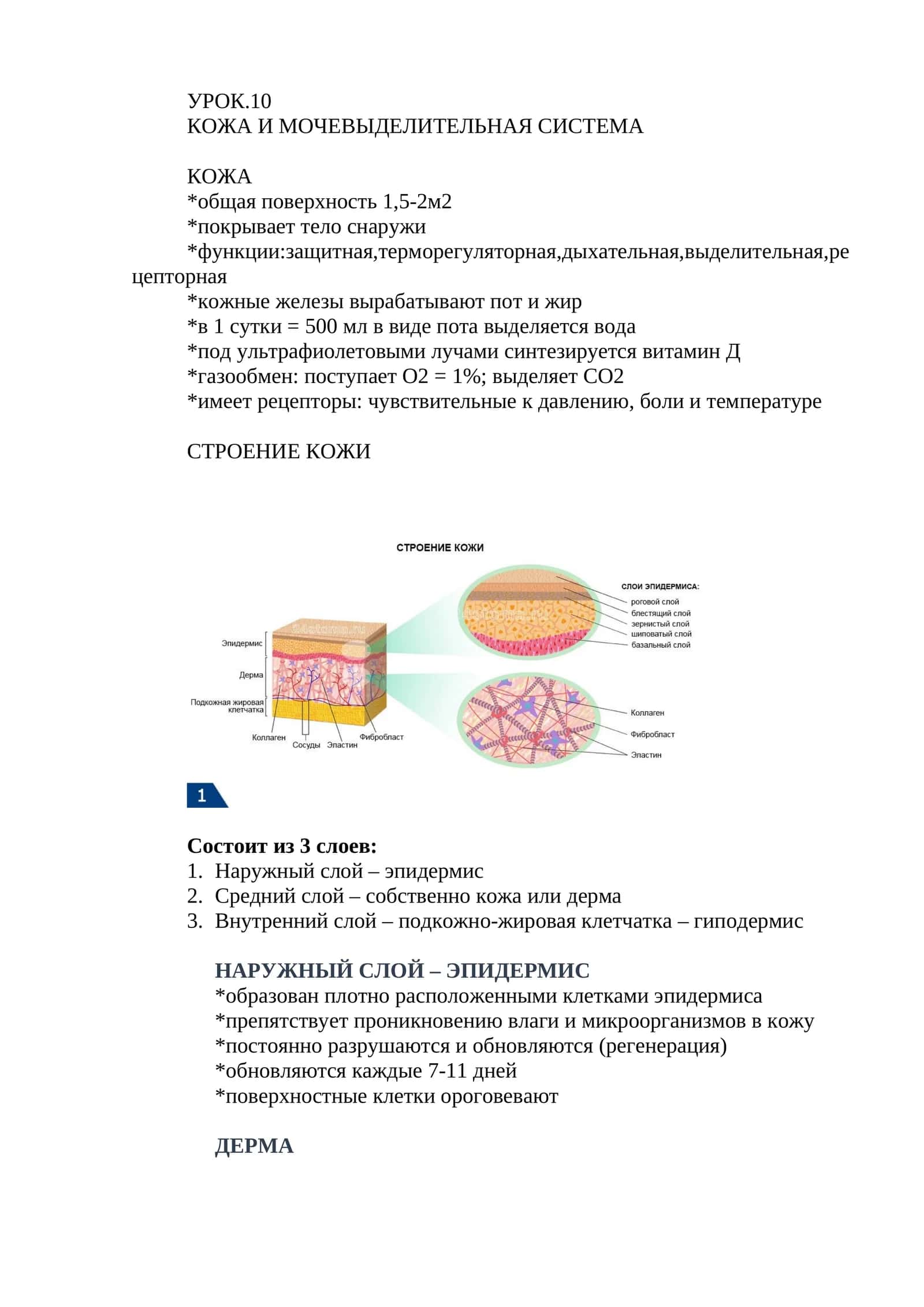 УРОК.10 КОЖА И МОЧЕВЫДЕЛИТЕЛЬНАЯ СИСТЕМА 1