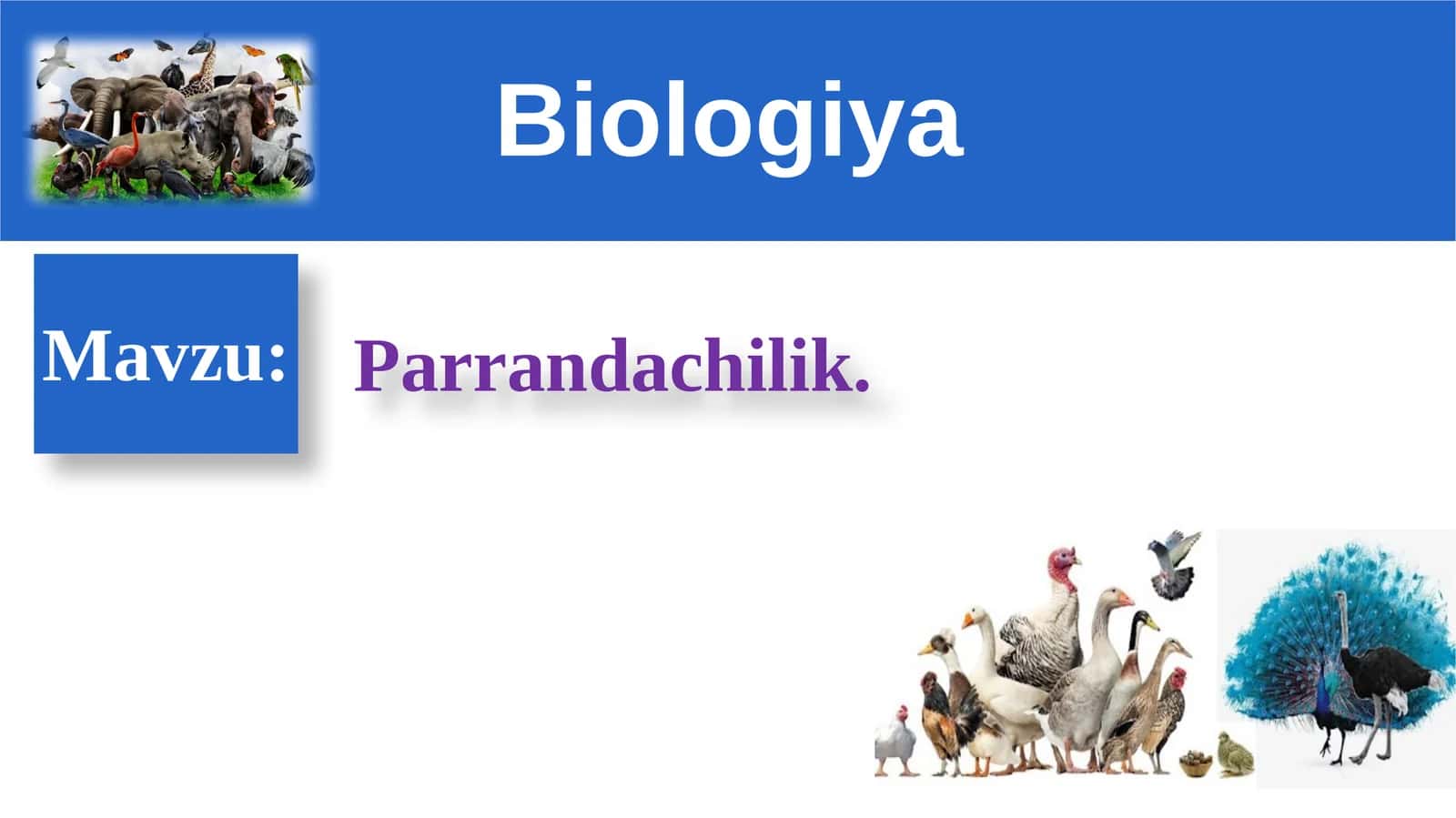 Parrandachilik 1