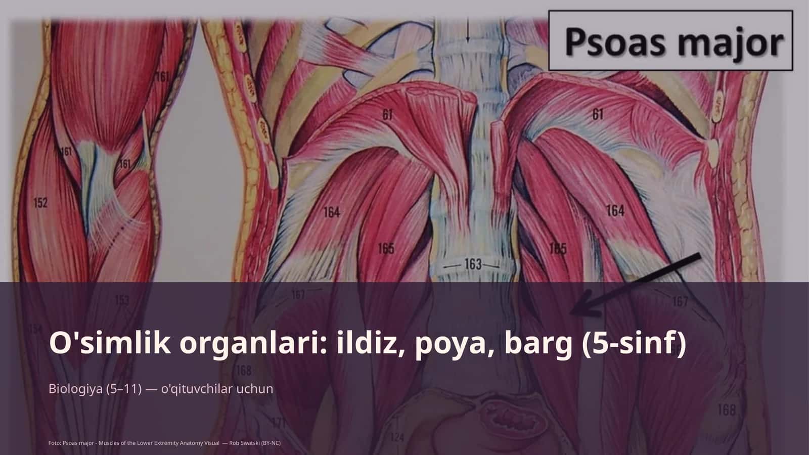O'simlik organlari: ildiz, poya, barg (5-sinf) Biologiya (5–11) — o'qituvchilar uchun 1