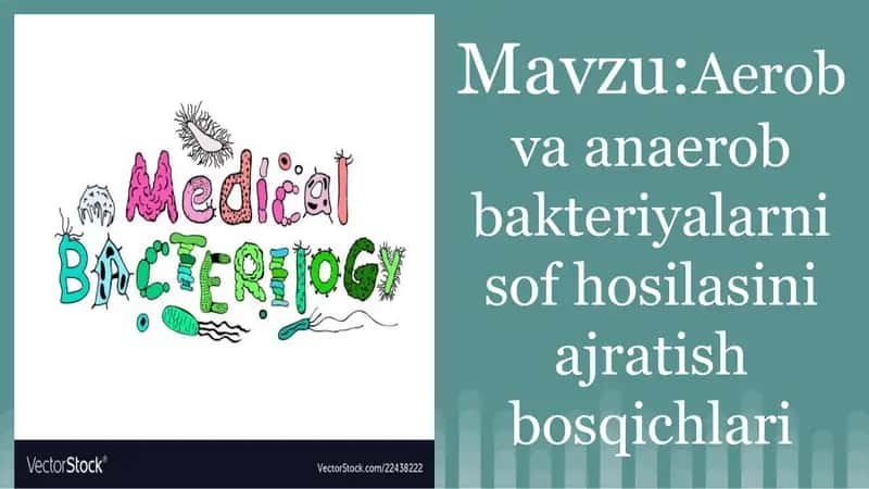 Aerob va anaerob bakteriyalarni sof hosilasini ajratish bosqichlari 1