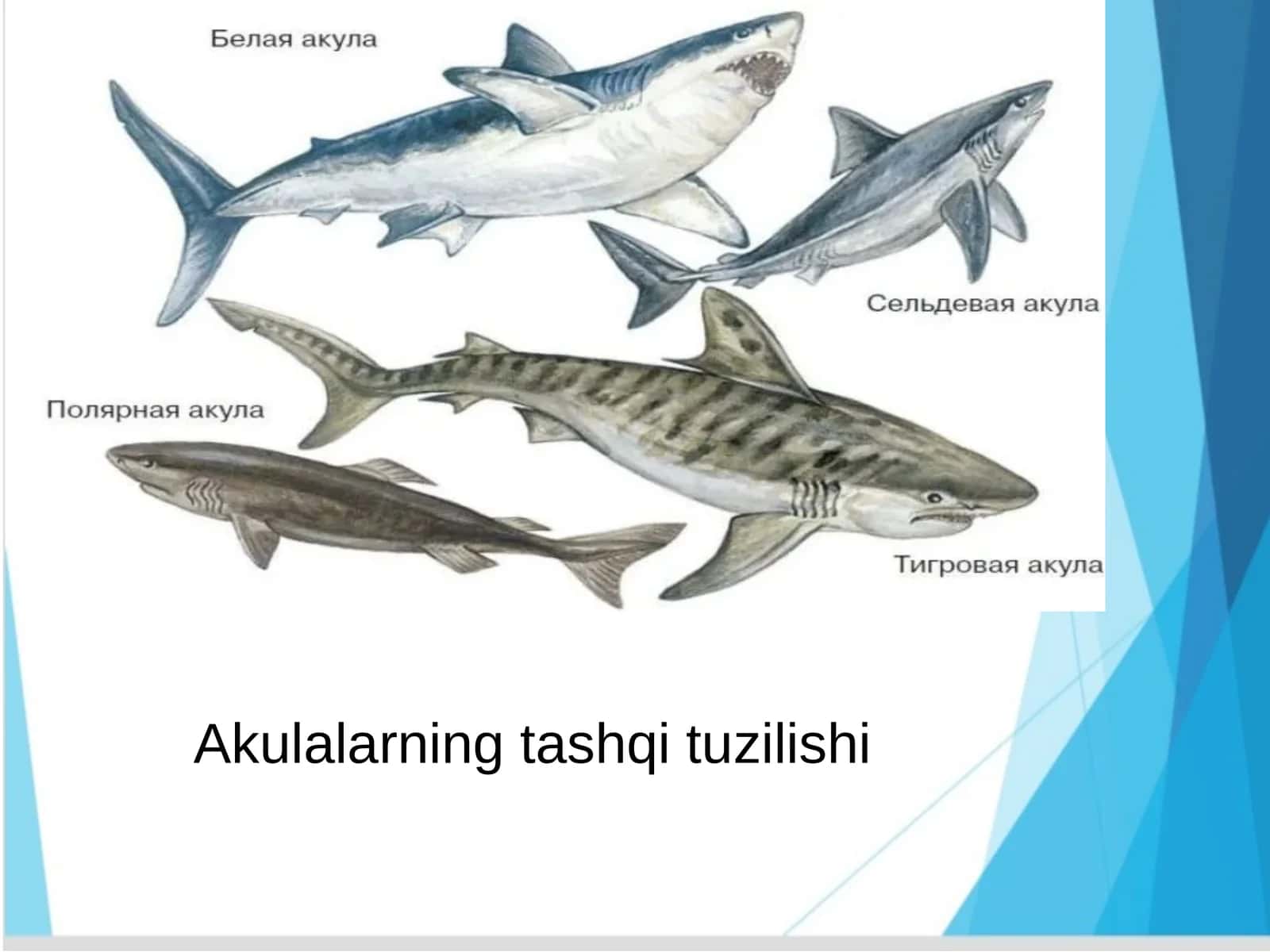 Akulalarningtashqituzilishi 1