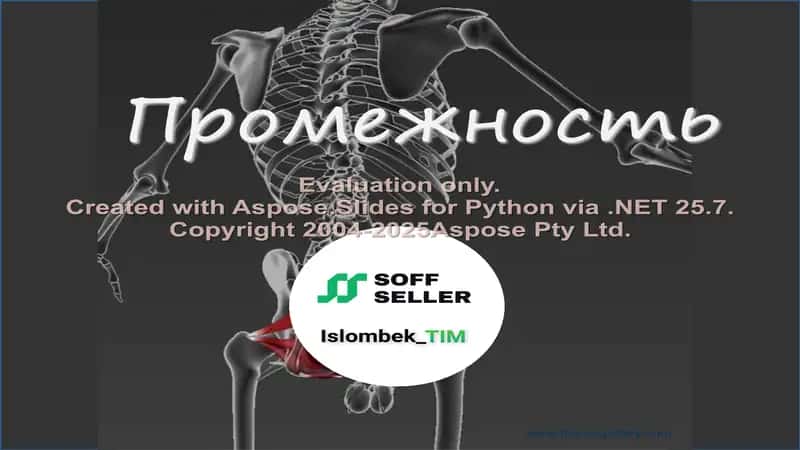 Промежность 1