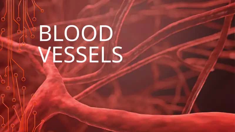 BLOOD VESSELS 1