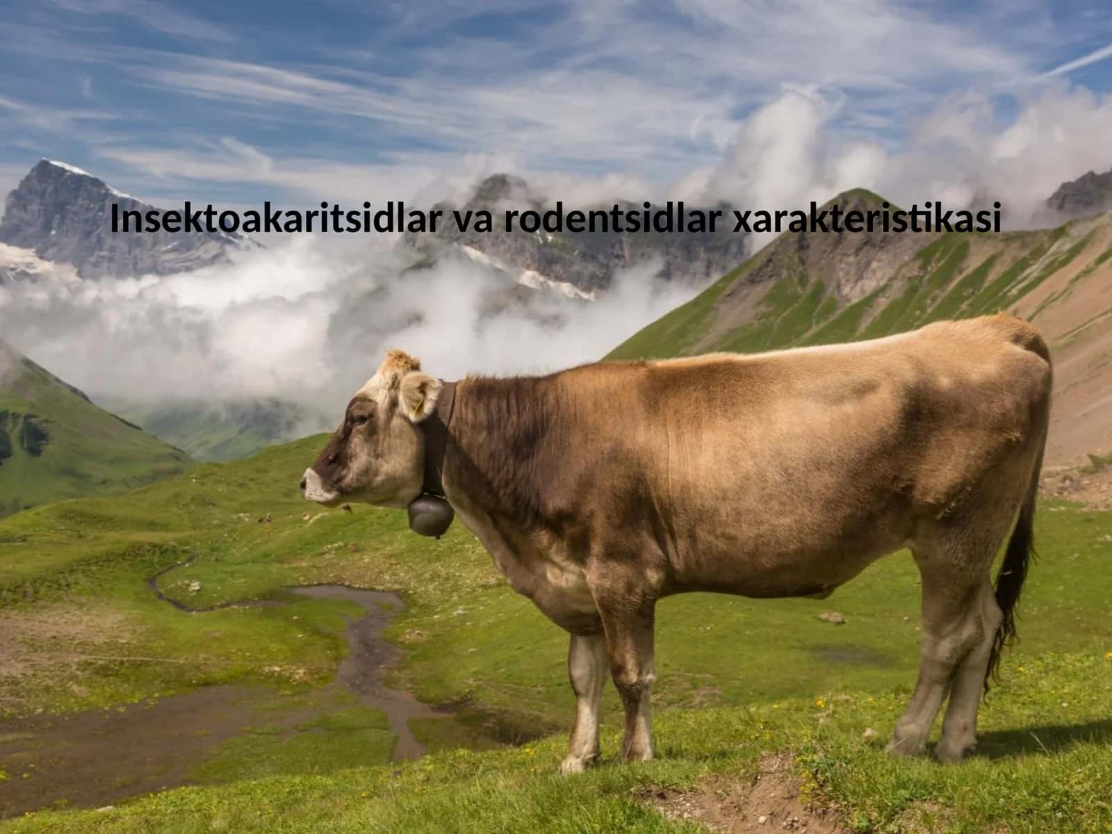 Insektoakaritsidlar va rodentsidlar xarakteristikasi 1