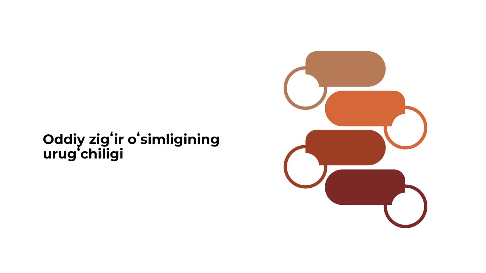 Oddiy zigʻir oʻsimligining urugʻchiligi 1