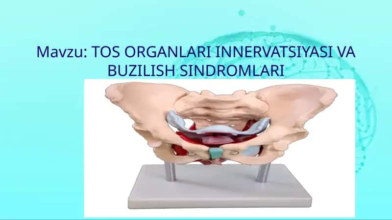 Tos organlari innervatsiyasi va buzilish sindromlari 1