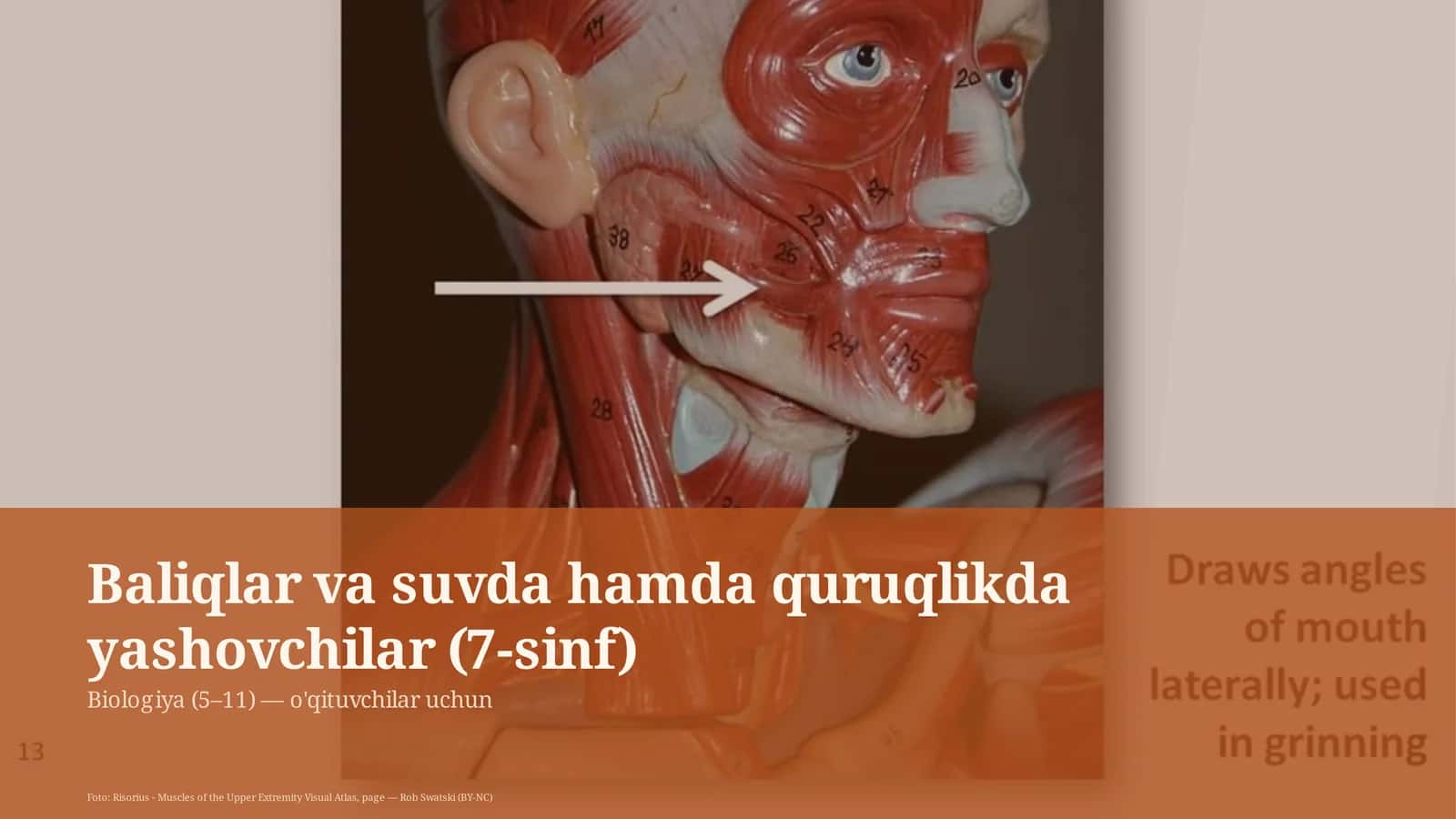 Baliqlar va suvda hamda quruqlikda yashovchilar (7-sinf) 1