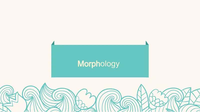 Morphology 1