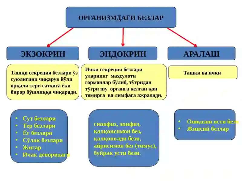 Организмдаги безлар 1