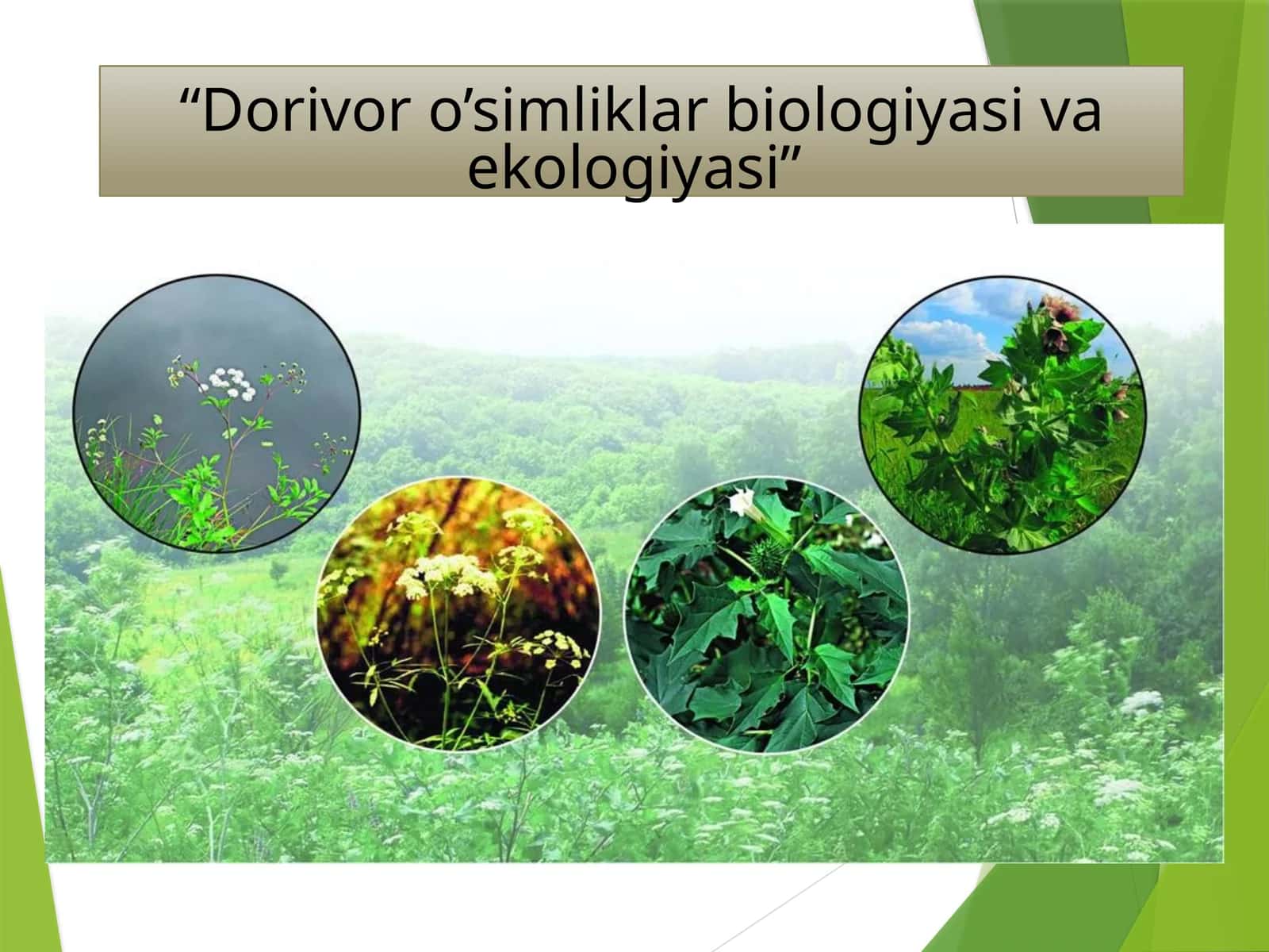 To'qay dorivoro’simliklar biologiyasi va ekologiyasi 1