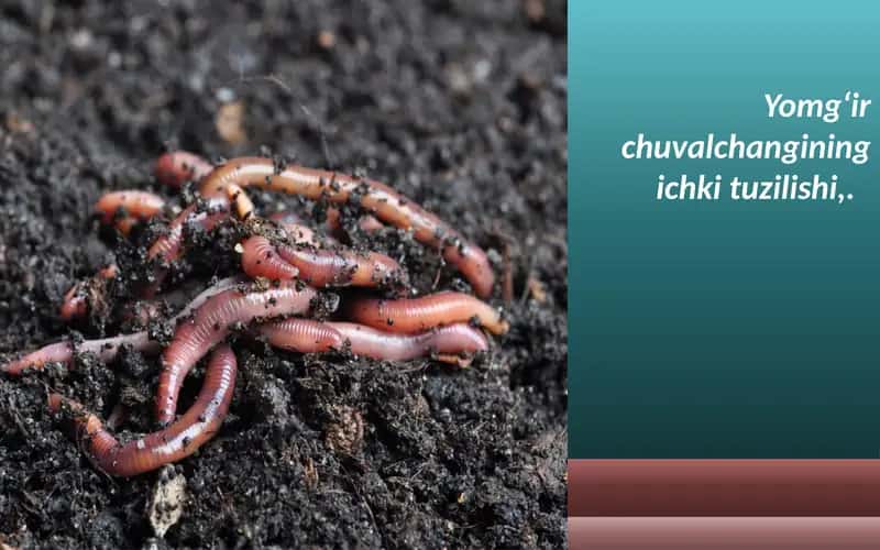 Yomg‘ir chuval changining ichki tuzilishi 1