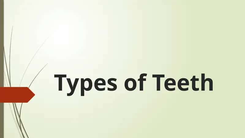 Types of Teeth 1