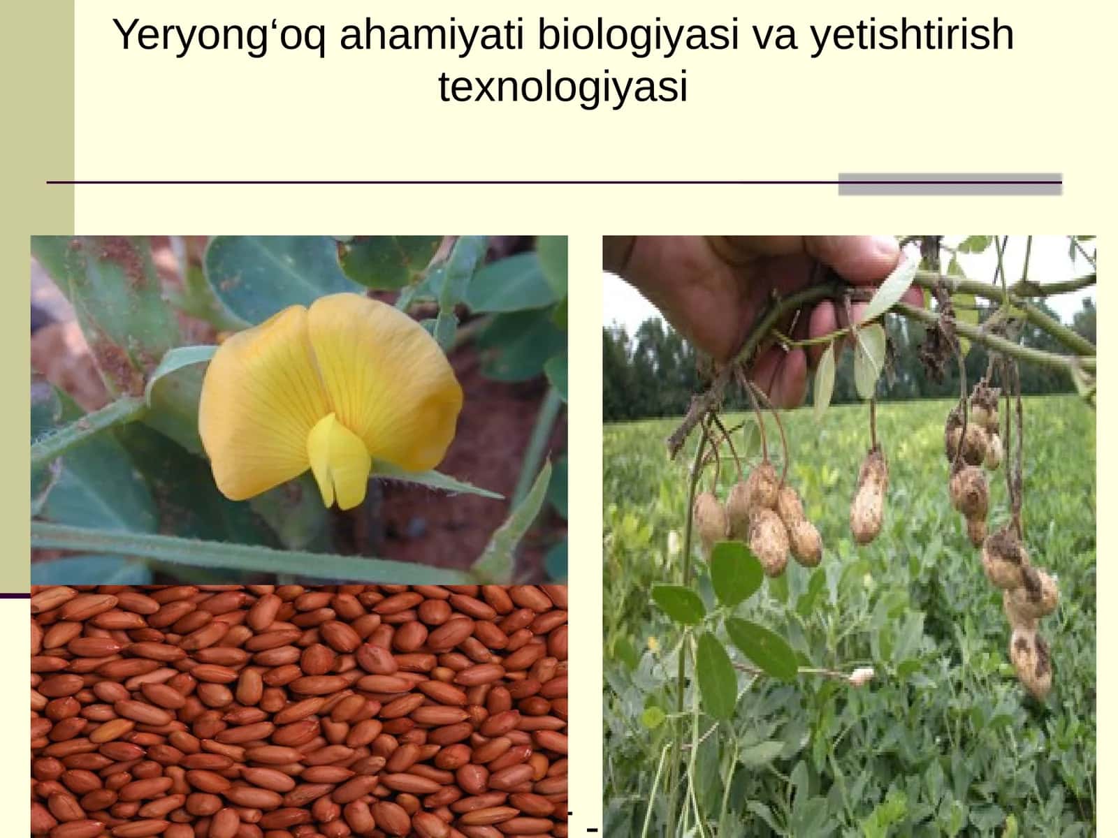 Yeryong‘oq ahamiyati biologiyasi va yetishtirish texnologiyasi 1