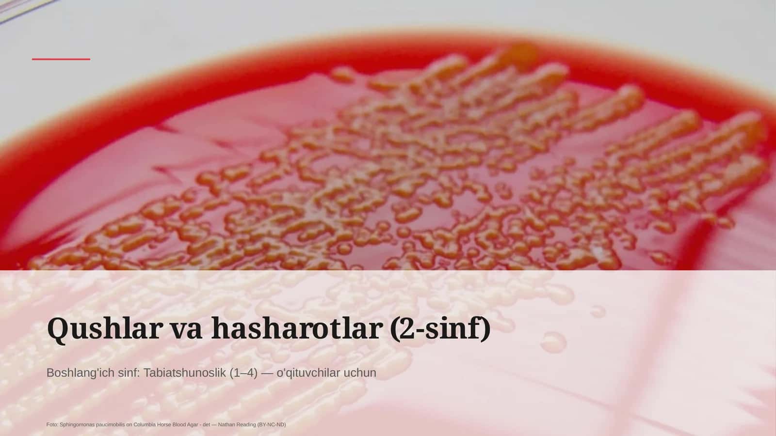 Qushlar va hasharotlar (2-sinf) 1