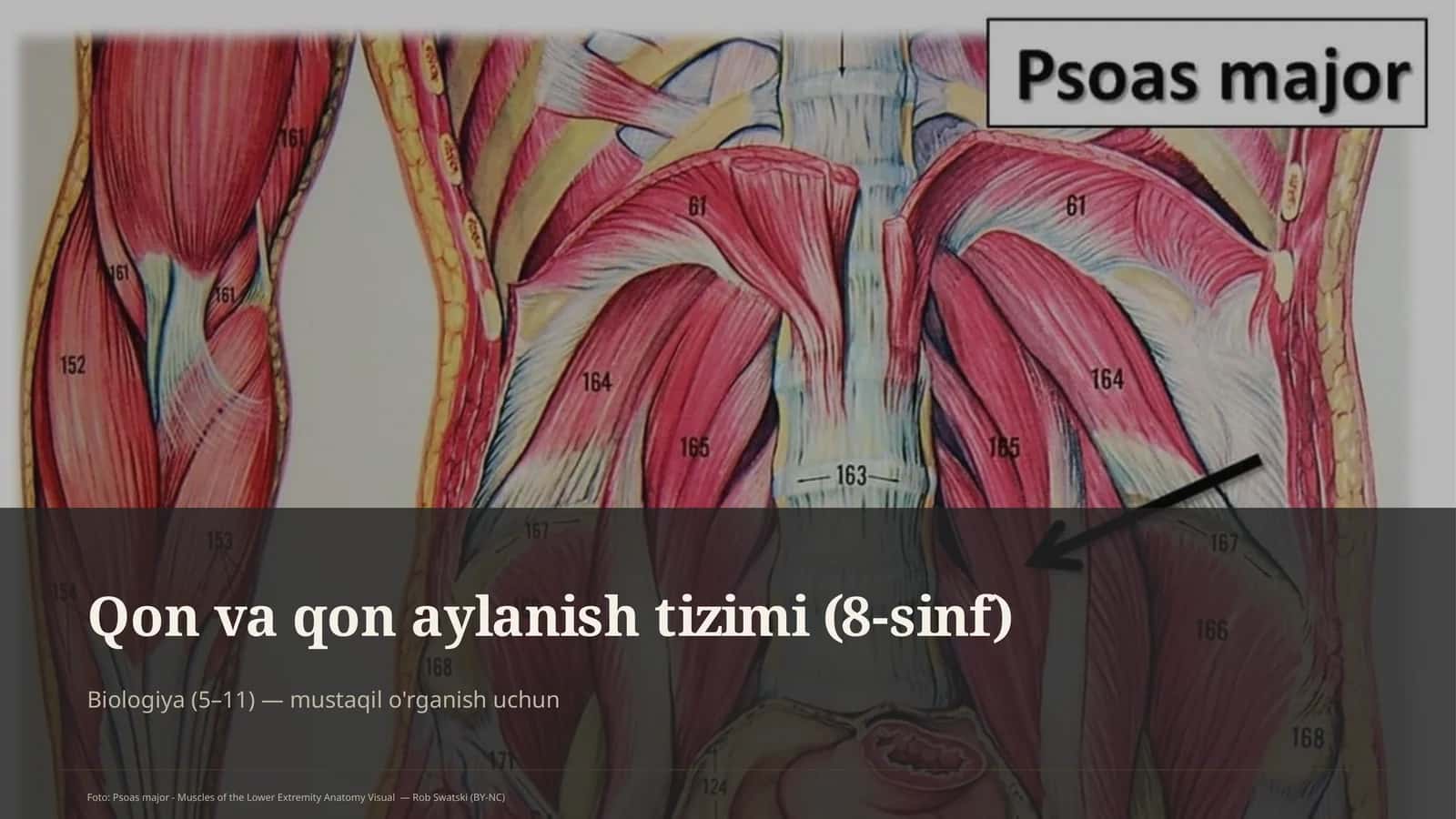 Qon va qon aylanish tizimi (8-sinf) 1