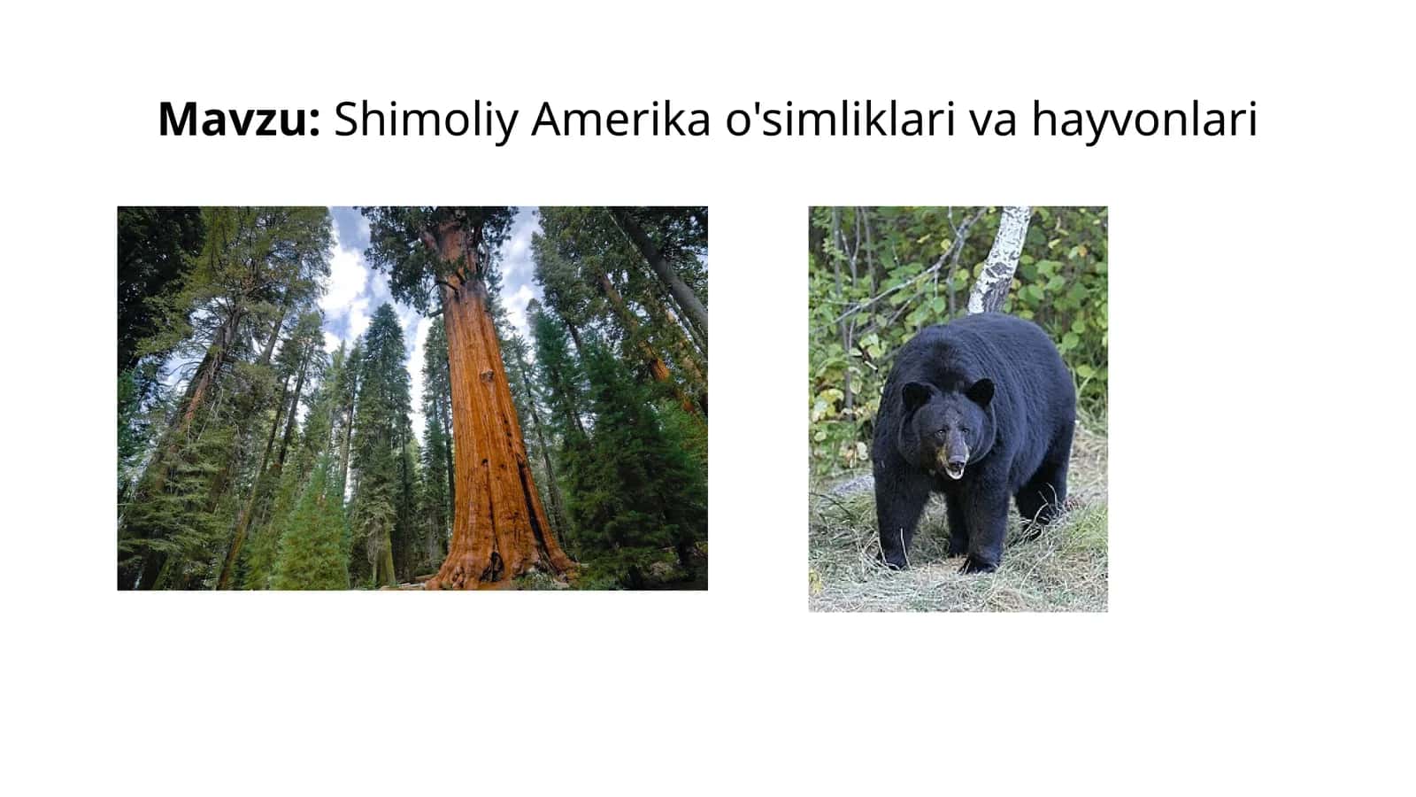 Shimoliy Amerika o'simliklari va hayvonlari 1
