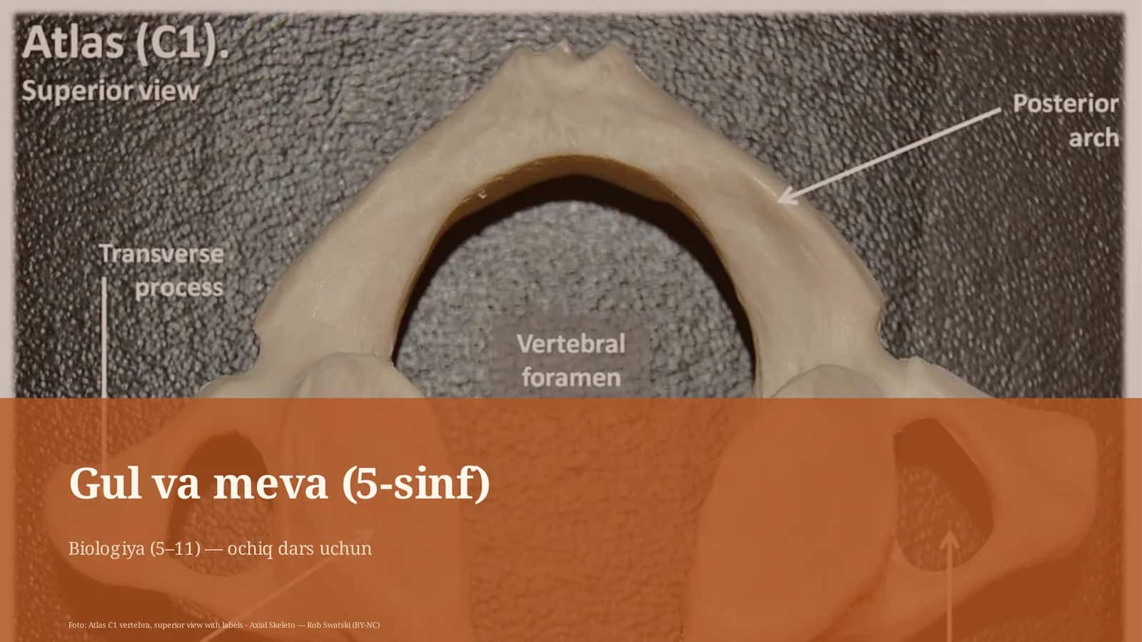 Gul va meva (5-sinf) 1