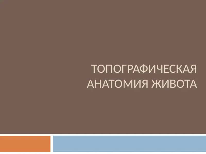 ТОПОГРАФИЧЕСКАЯ АНАТОМИЯ ЖИВОТА 1