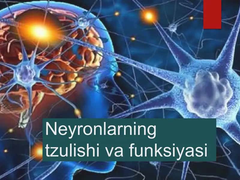 Neyronlarning tzulishi va funksiyasi 1