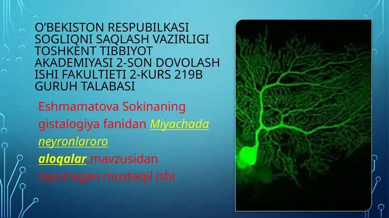 miyachada neyronlararo aloqalar 1