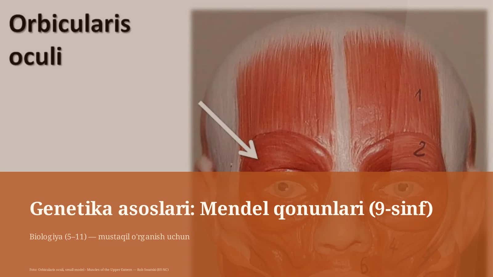 Genetika asoslari: Mendel qonunlari (9-sinf) 1