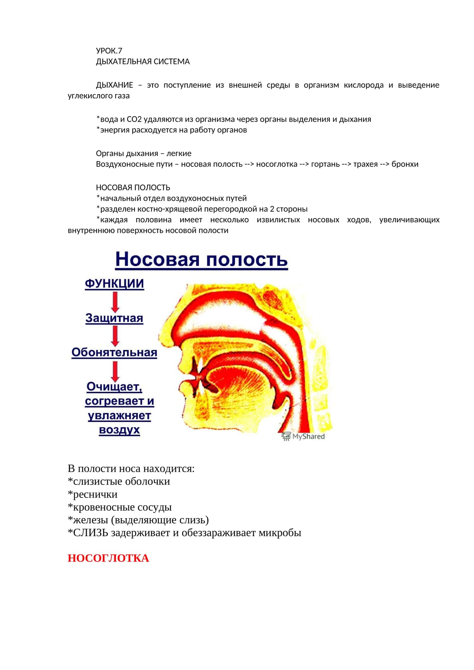 ДЫХАТЕЛЬНАЯ СИСТЕМА 1