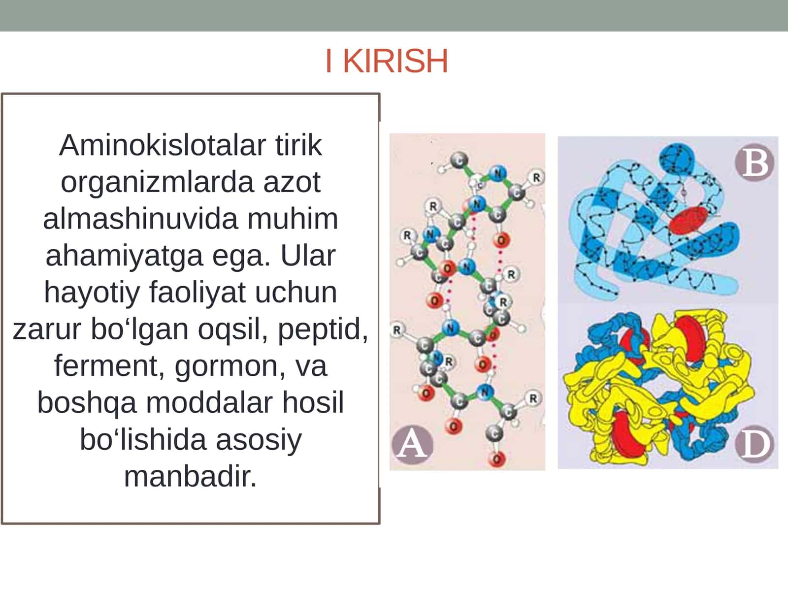 Aminokislotalar 1