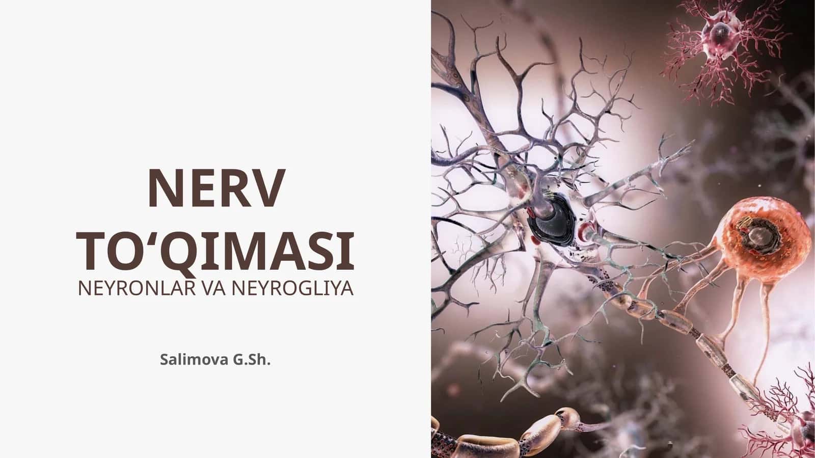 NERV TO‘QIMASI NEYRONLAR VA NEYROGLIYA 1