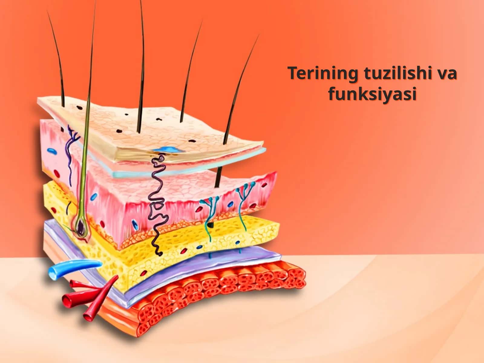 Terining tuzilishi va funksiyasi 1