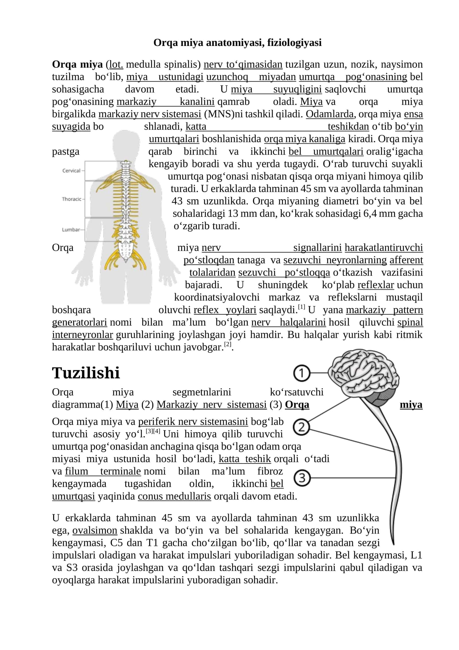 Orqa miyaanatomiyasi, fiziologiyasi 1