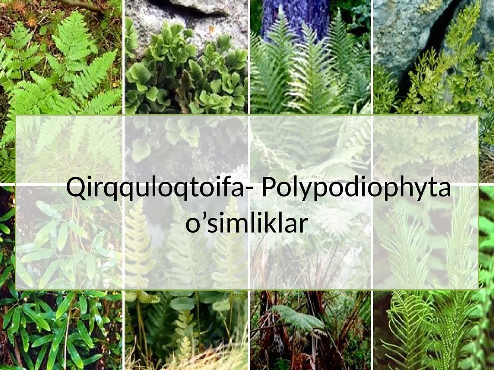 Qirqquloqtoifa- Polypodiophyta o’simliklar 1