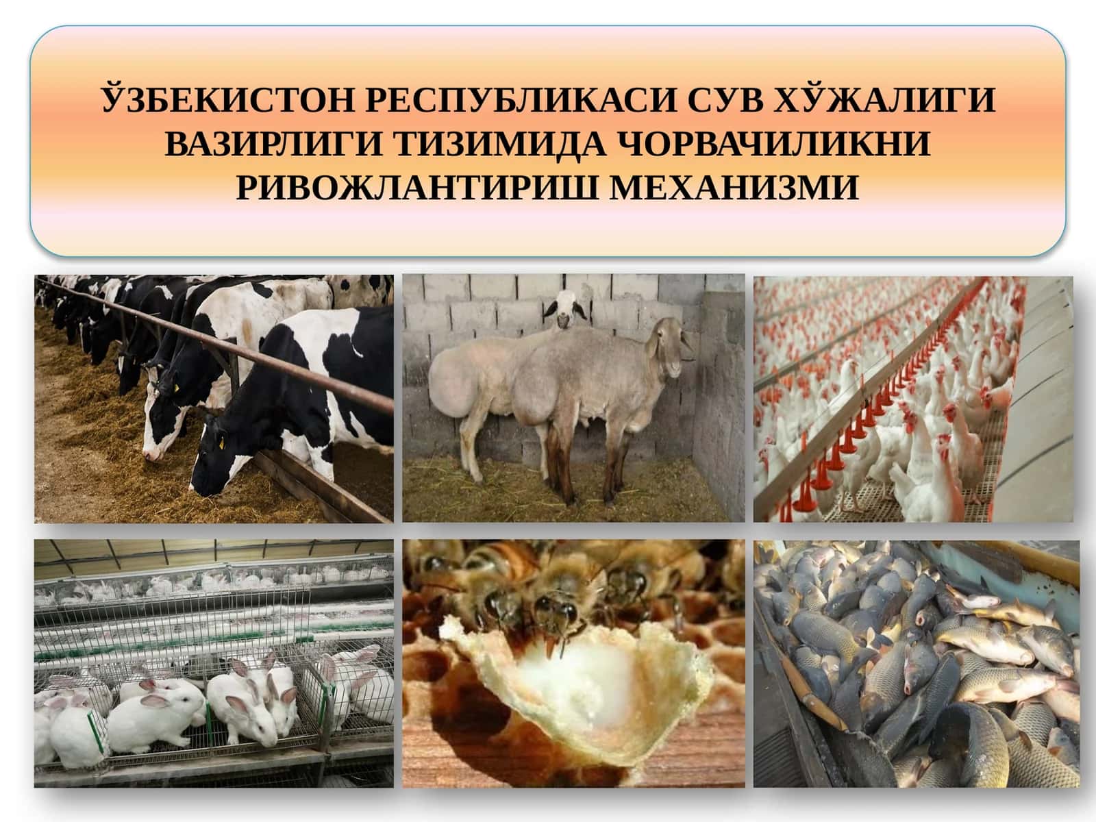 Сув хўжалиги тизимида ёрдамчи хўжаликни ривожлантириш йўналишлари 1