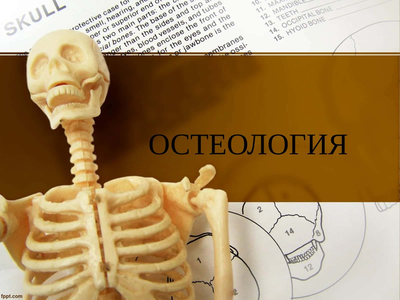 ОСТЕОЛОГИЯ 1