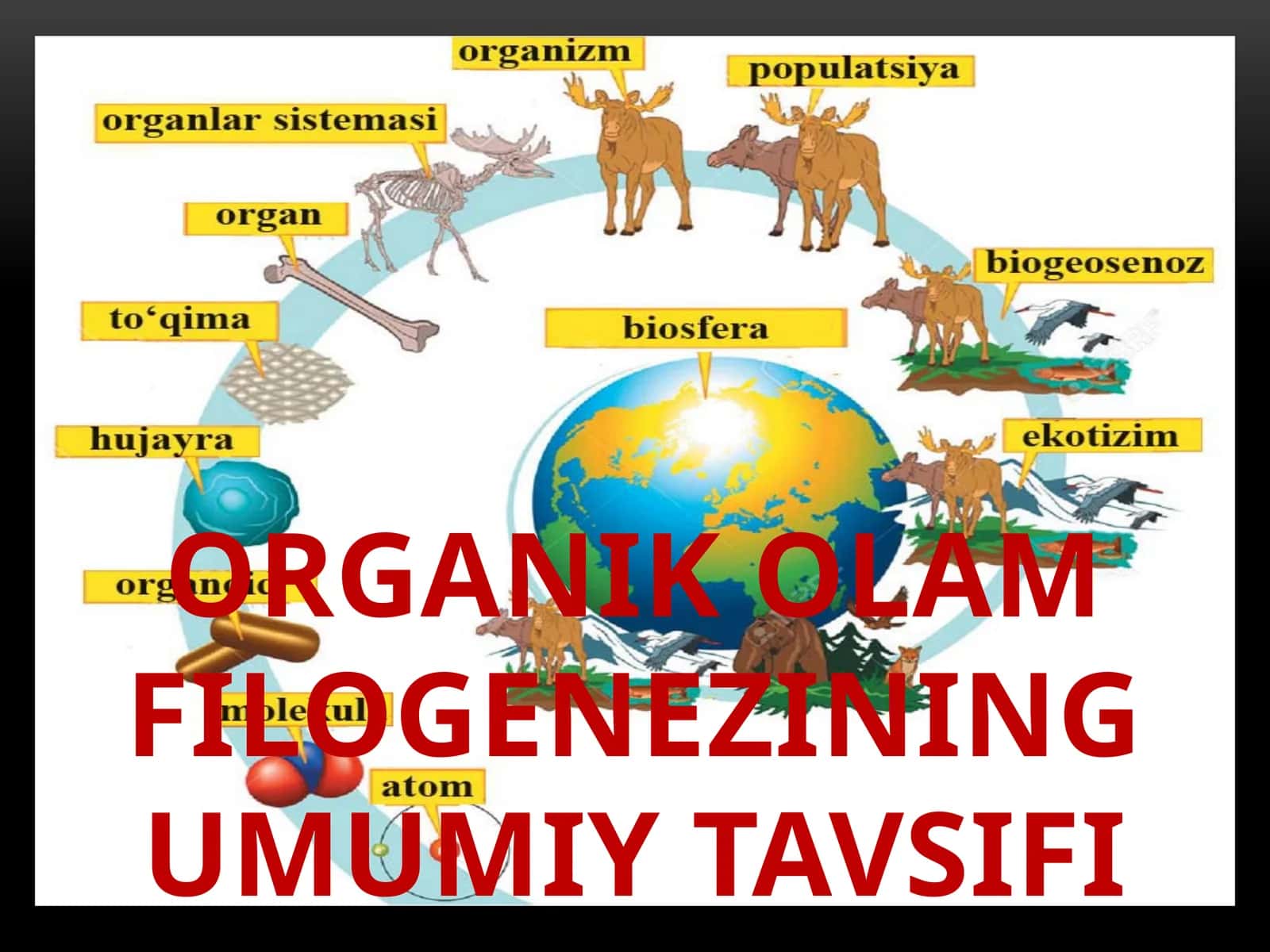Organik olam filogenezining umumiy tavsifi 1