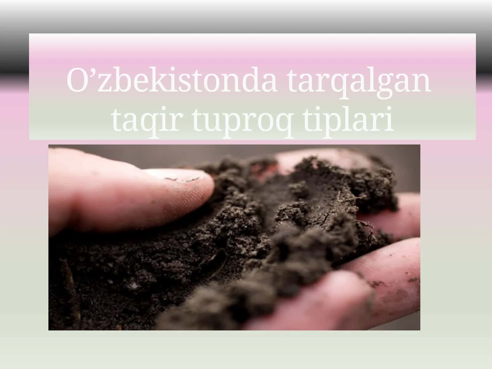 Taqirtuproqlar Oʻzbekistonda 1