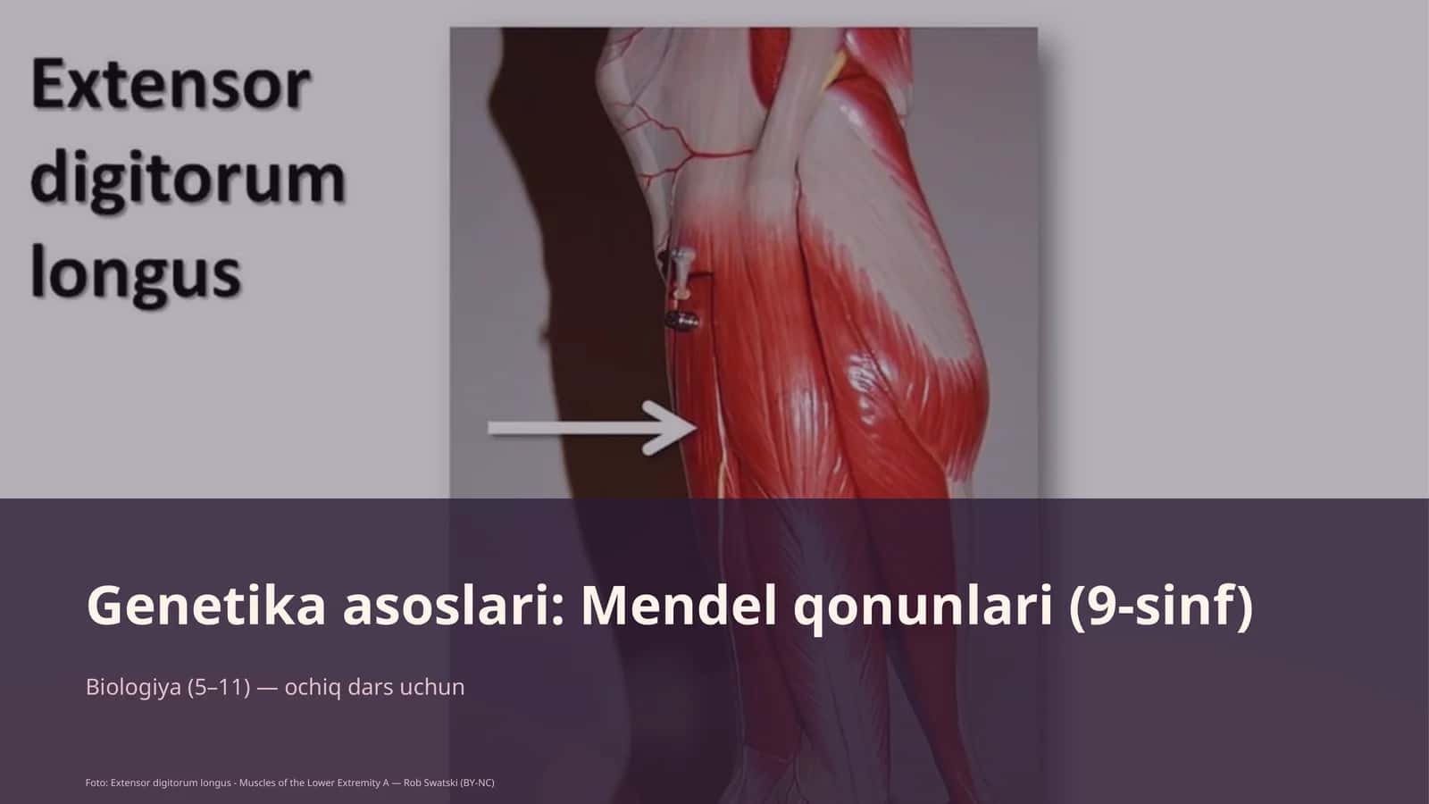 Genetika asoslari: Mendel qonunlari (9-sinf) 1