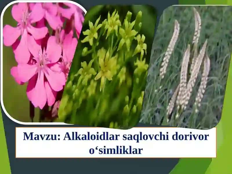 Alkaloidlar saqlovchi dorivor o‘simliklar 1