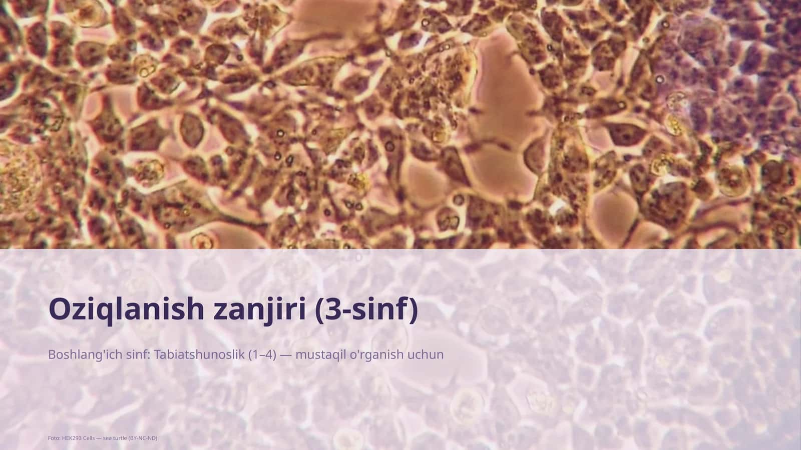 Oziqlanish zanjiri (3-sinf) 1