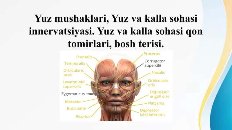 Yuz mushaklari, Yuz va kalla sohasi innervatsiyasi. Yuz va kalla sohasi qon tomirlari, bosh terisi. 1