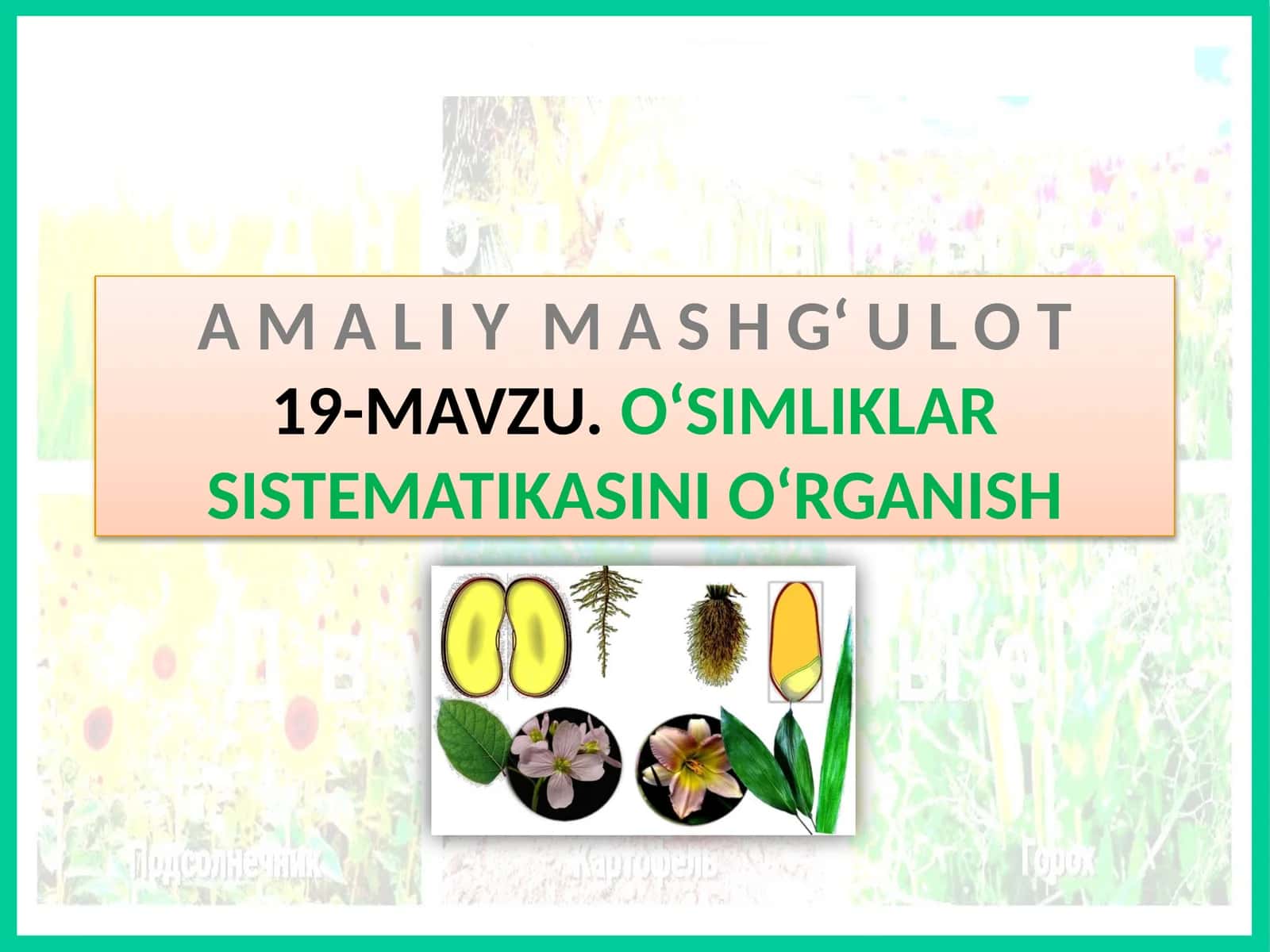 AMA LIY MASHG‘ UL O T19- MAVZU.O‘SIMLIKLAR SISTEMATIKASINI 1
