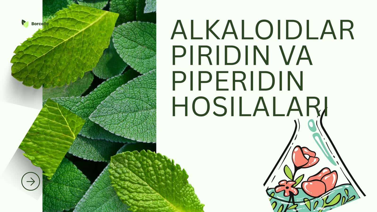 ALKALOIDLARPIRIDIN VA PIPERIDIN HOSILALARI 1