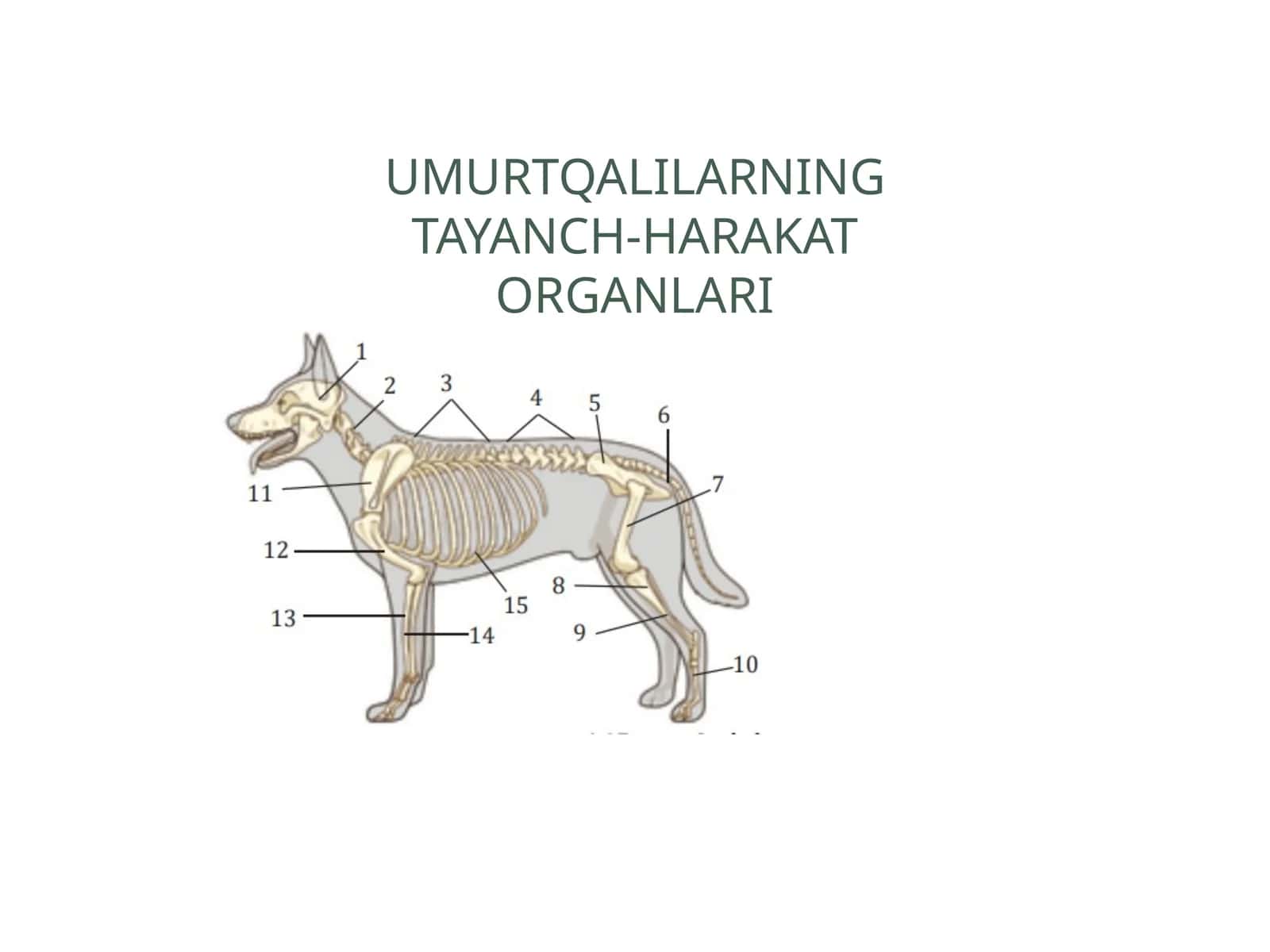 UmurtqalilarNING TAYANCH-HARAKAT ORGANLARI 1