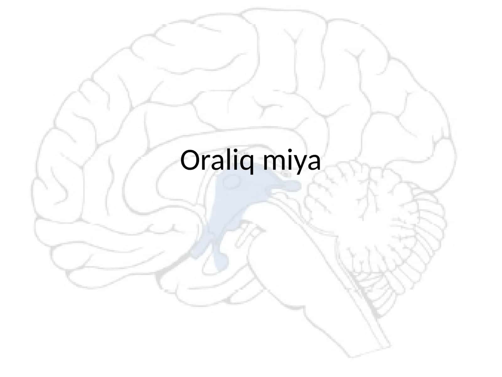 Oraliq miya anatomiyasi va vazifalari 1