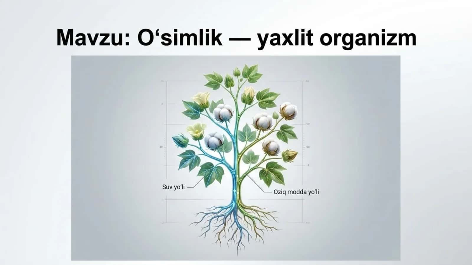 O'simlik - yaxlit organizm 1